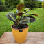 Maranta Colgante con Maceta Zafiro 17cm Mostaza