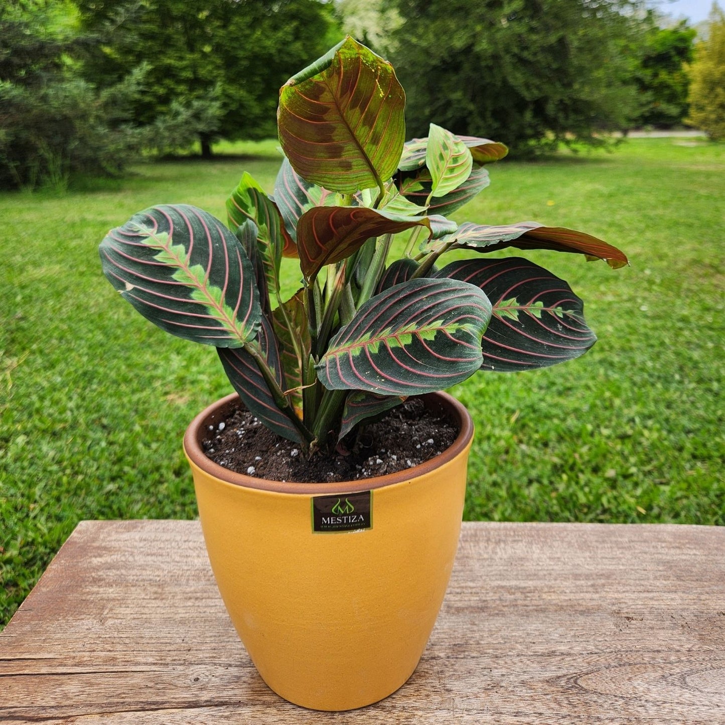 Maranta Colgante con Maceta Zafiro 17cm Mostaza