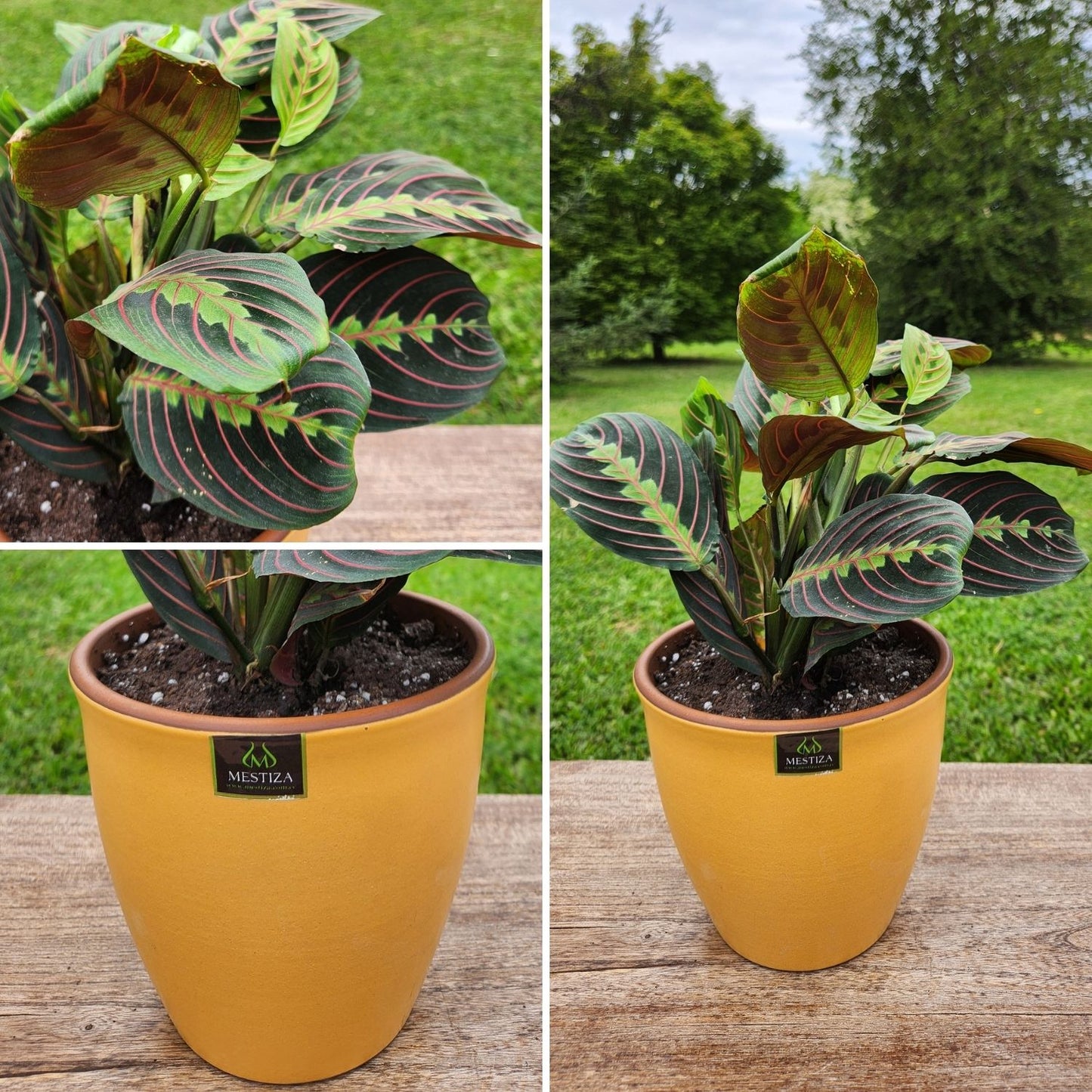 Maranta Colgante con Maceta Zafiro 17cm Mostaza