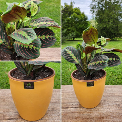Maranta Colgante con Maceta Zafiro 17cm Mostaza