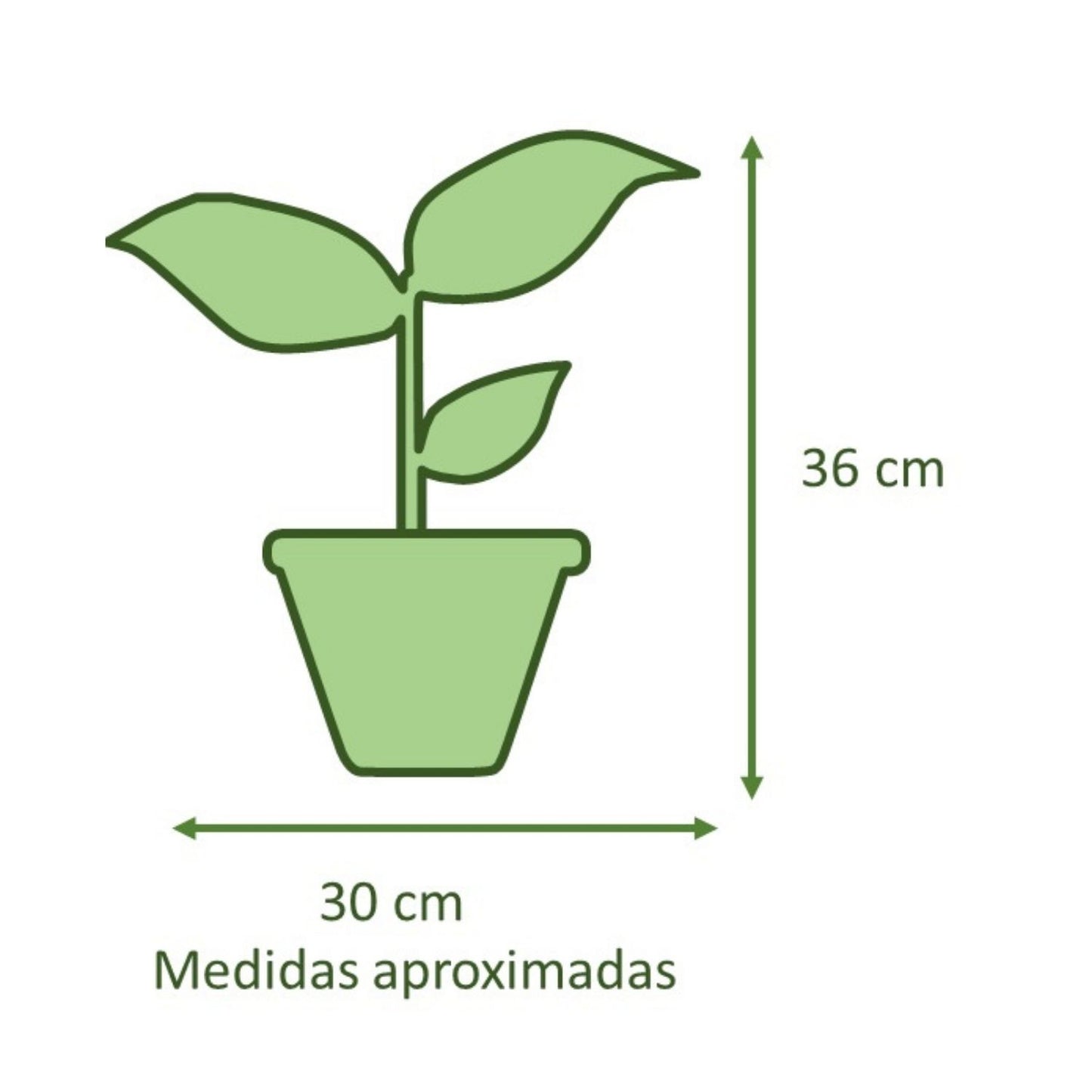 Maranta Colgante con Maceta Zafiro 17cm Mostaza