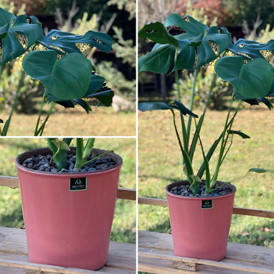 Monstera Macetero Zaia 20cm Rosa