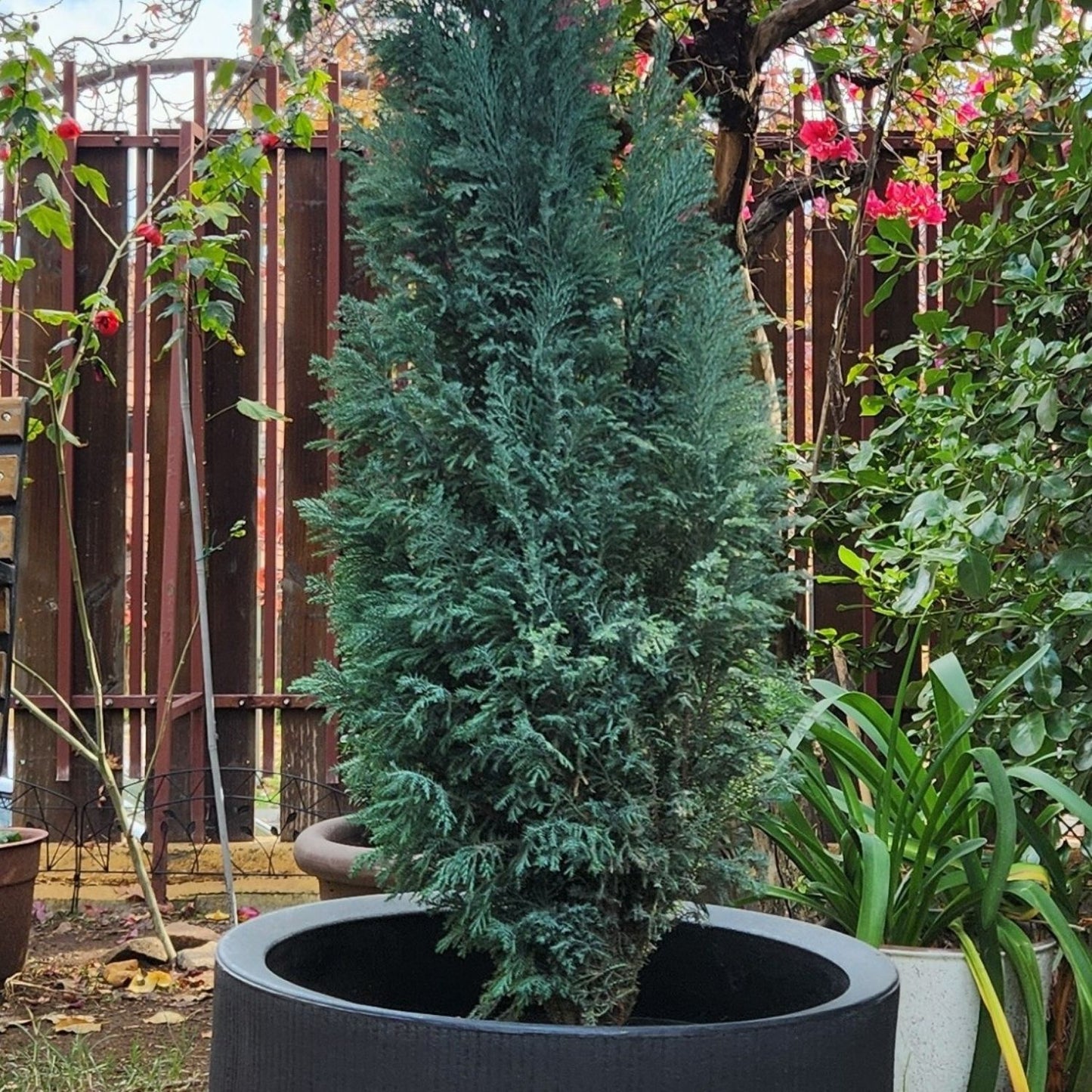 Pino Budy con Maceta Rotomoldeado Nazca 40cm Negro