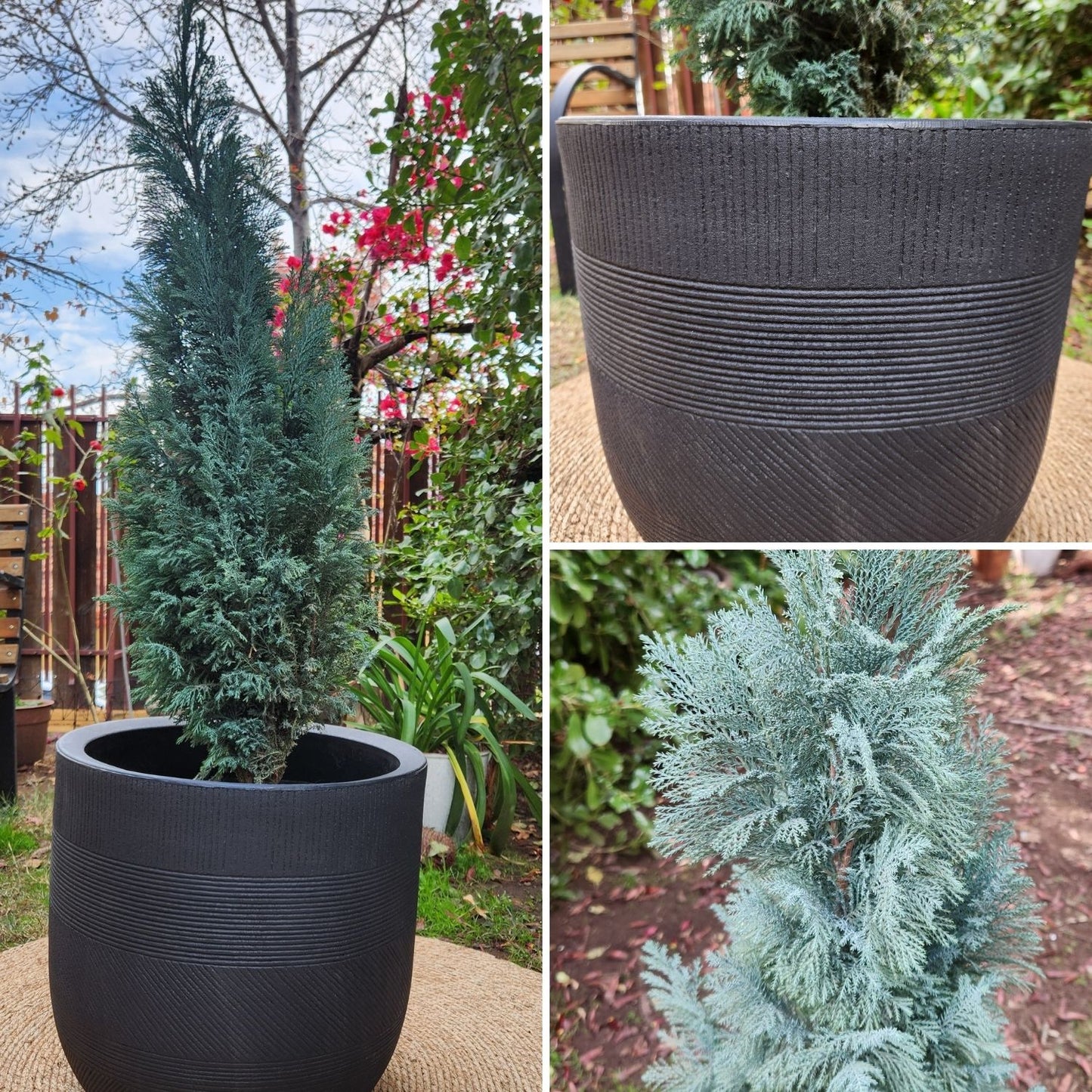 Pino Budy con Maceta Rotomoldeado Nazca 40cm Negro