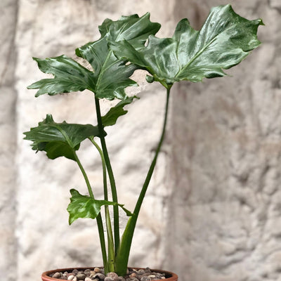 Philodendron Paraguayo Macetero Zaia 20cm Rosa