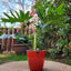 Philodendron Paraguayo con Maceta Zafiro 24cm Rojo