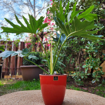 Philodendron Paraguayo con Maceta Zafiro 24cm Rojo