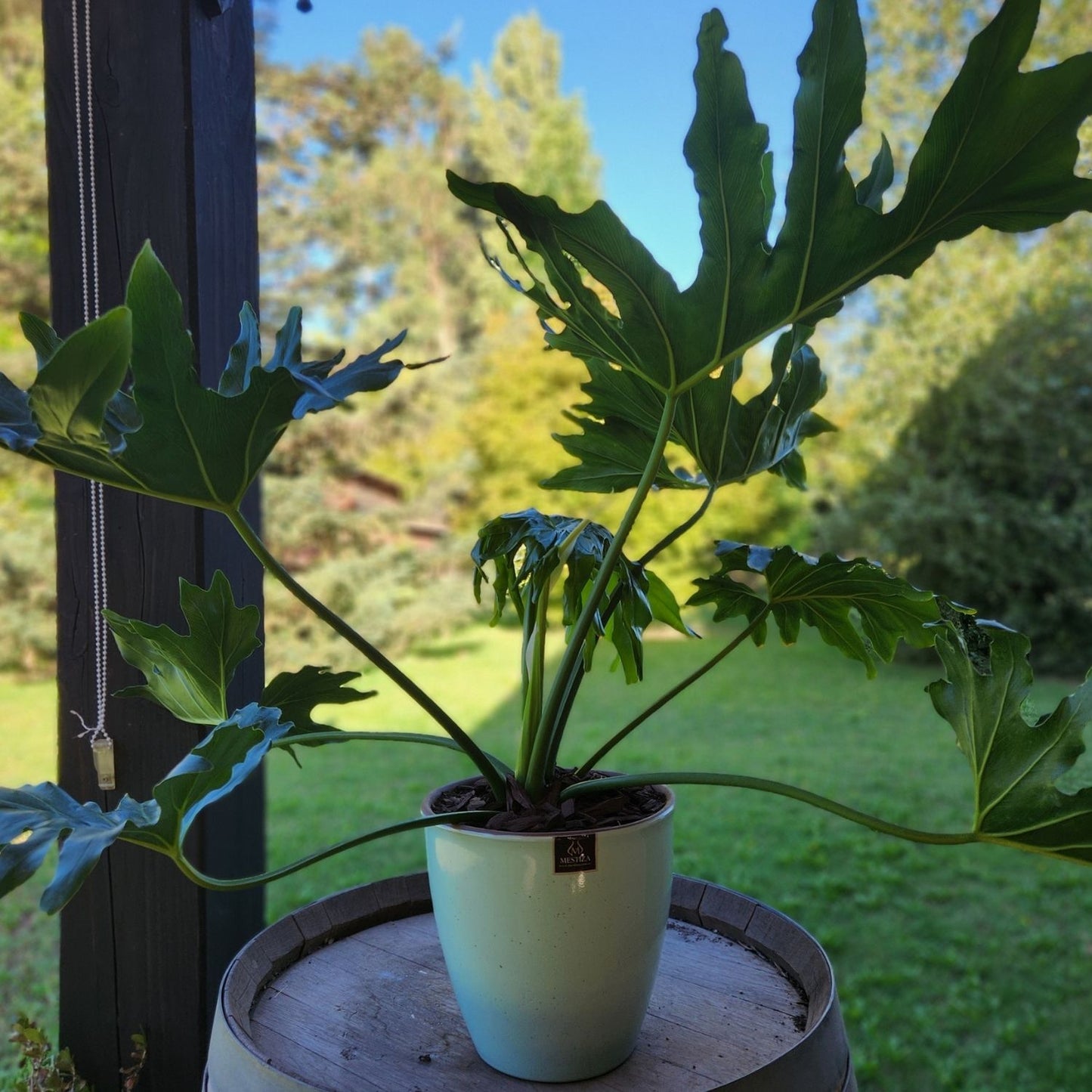 Philodendron Paraguayo con Maceta Zafiro  24cm Verde Agua