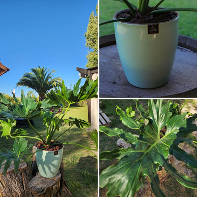 Philodendron Paraguayo con Maceta Zafiro  24cm Verde Agua