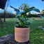 Spathiphyllum Macetero Arcilla Luna 15cm