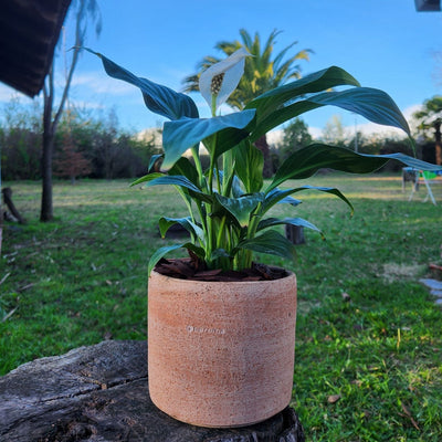 Spathiphyllum Macetero Arcilla Luna 15cm