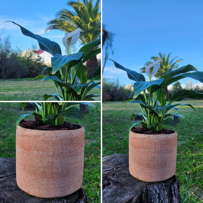 Spathiphyllum Macetero Arcilla Luna 15cm