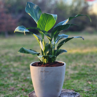 Spathiphyllum Macetero Cemento Cuadrada 16cm