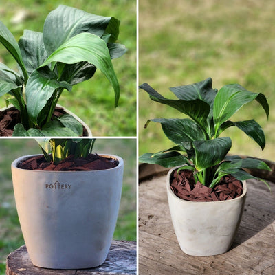 Spathiphyllum Macetero Cemento Cuadrada 16cm