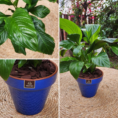 Spathiphyllum VegoTerra con Maceta Kony 19cm Azul