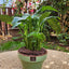 Spathiphyllum VegoTerra con Maceta Kony 19cm Verde