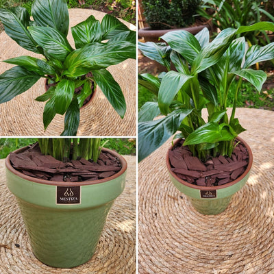 Spathiphyllum VegoTerra con Maceta Kony 19cm Verde