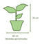 Spathiphyllum VegoTerra con Maceta Kony 19cm Verde