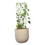 Soporte para Plantas Trepadora Flores