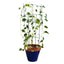 Soporte para Plantas Trepadora Flores