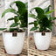 Spathiphyllum Macetero Zafiro 17cm Blanco
