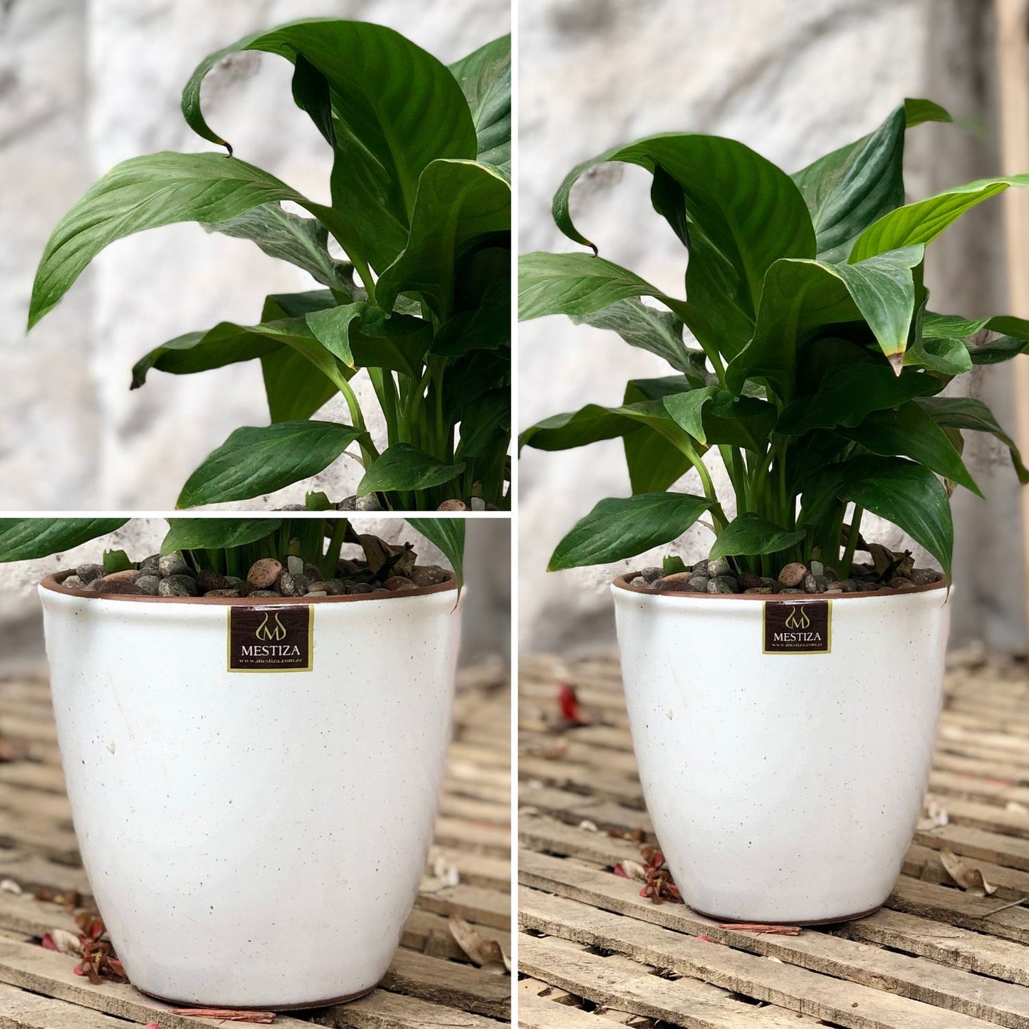 Spathiphyllum Macetero Zafiro 17cm Blanco