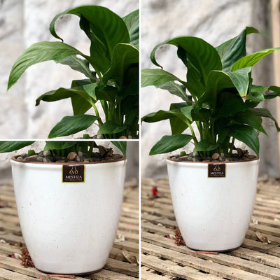 Spathiphyllum Macetero Zafiro 17cm Blanco