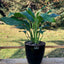 Spathiphyllum Macetero Zafiro 17cm Negro