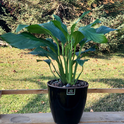 Spathiphyllum Macetero Zafiro 17cm Negro