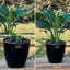 Spathiphyllum Macetero Zafiro 17cm Negro