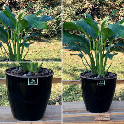 Spathiphyllum Macetero Zafiro 17cm Negro