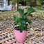 Spathiphyllum Macetero Zafiro 17cm Rosa
