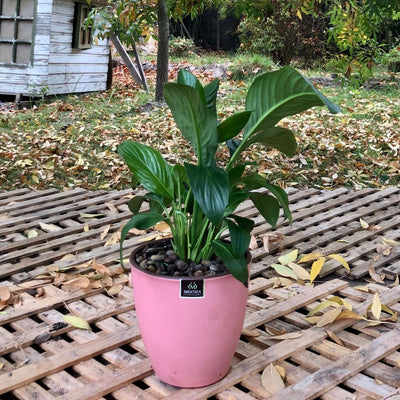Spathiphyllum Macetero Zafiro 17cm Rosa