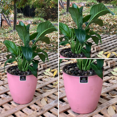 Spathiphyllum Macetero Zafiro 17cm Rosa