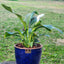 Spathiphyllum Macetero Zafiro 17cm Azul