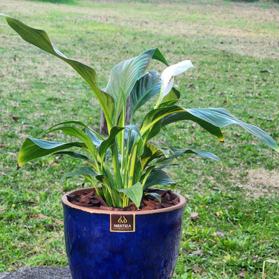 Spathiphyllum Macetero Zafiro 17cm Azul