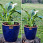 Spathiphyllum Macetero Zafiro 17cm Azul