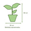 Spathiphyllum Macetero Zafiro 17cm Azul