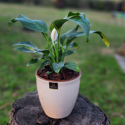 Spathiphyllum Macetero  Zafiro 17cm Beige Claro