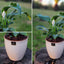 Spathiphyllum Macetero  Zafiro 17cm Beige Claro