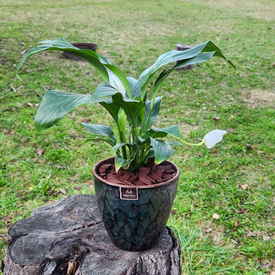 Spathiphyllum Macetero Zafiro 17cm Negro Reactivo