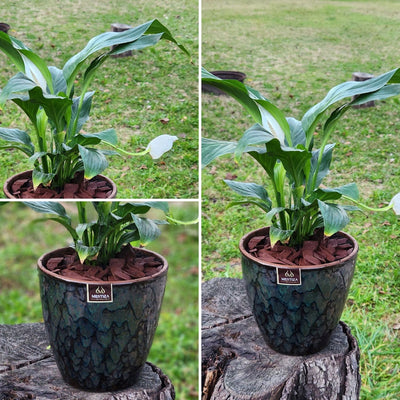 Spathiphyllum Macetero Zafiro 17cm Negro Reactivo