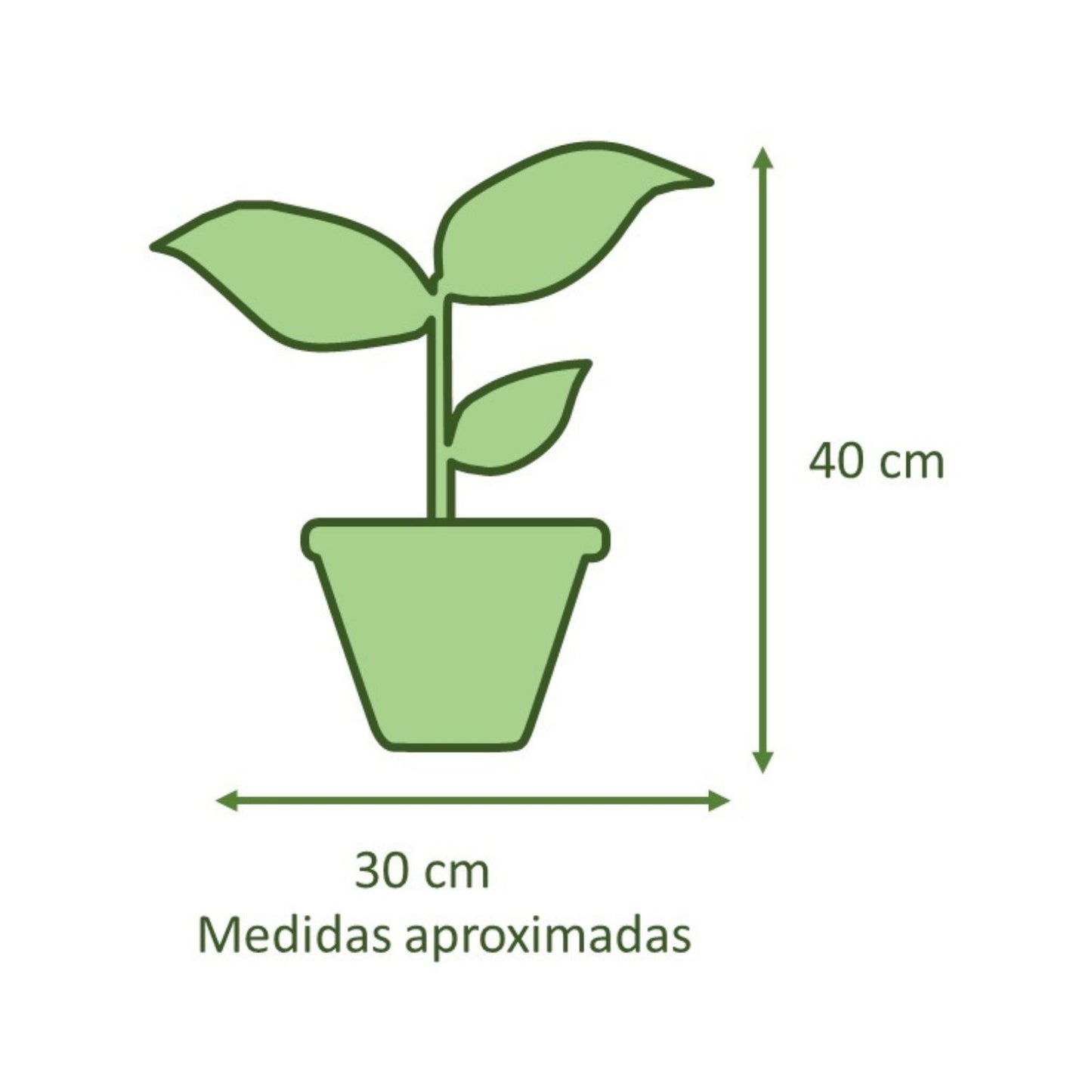 Spathiphyllum Macetero Zafiro 17cm Negro Reactivo