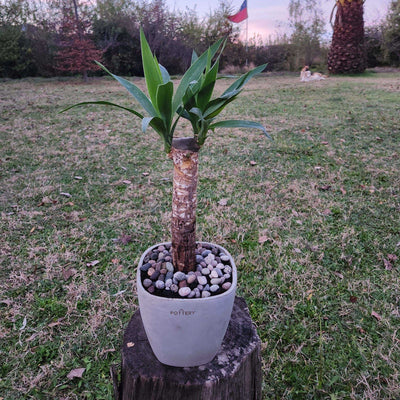 Yuca Macetero Cemento Cuadrada 16cm