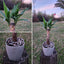 Yuca Macetero Cemento Cuadrada 16cm