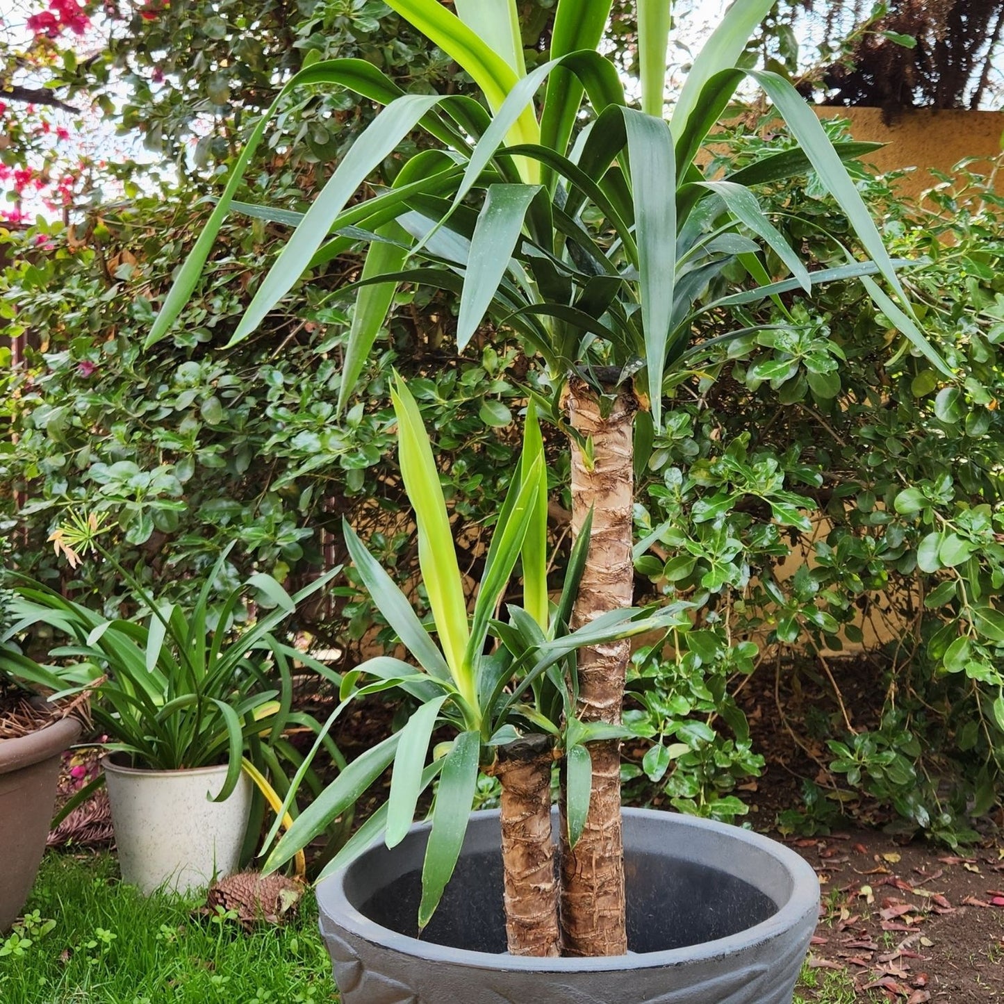 Yuca Doble con Maceta Rotomoldeada Circca 40cm Gris