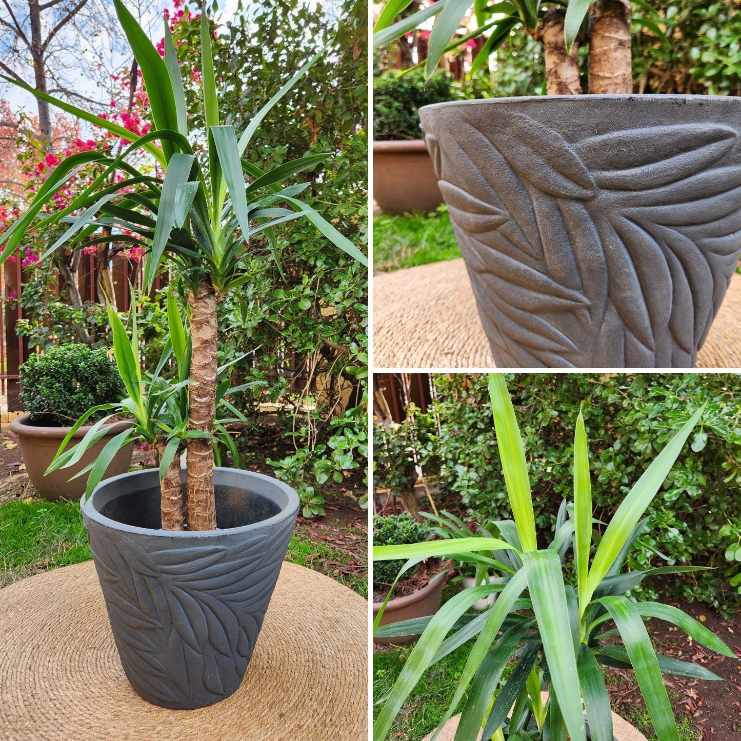 Yuca Doble con Maceta Rotomoldeada Circca 40cm Gris