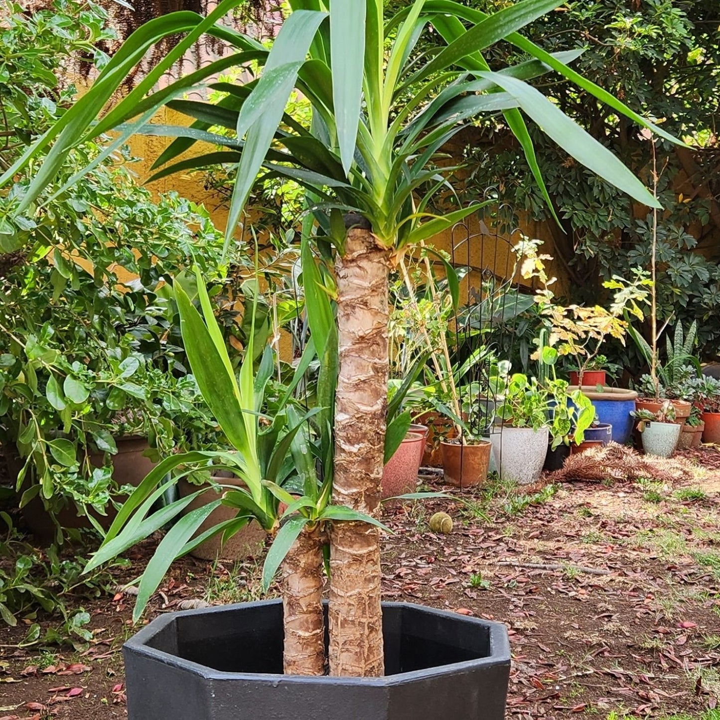 Yuca Doble con Maceta Rotomoldeada Javi 40cm Negro