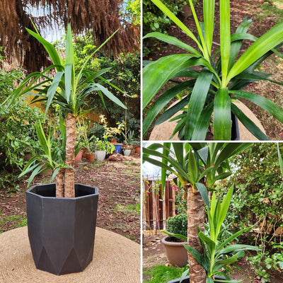 Yuca Doble con Maceta Rotomoldeada Javi 40cm Negro