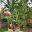 Yuca Doble VegoTerra Con Maceta Kony 30cm Verde